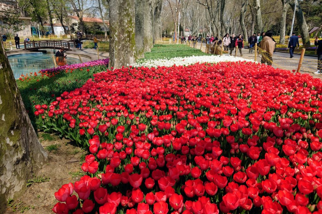 Gülhane Park tulip beds