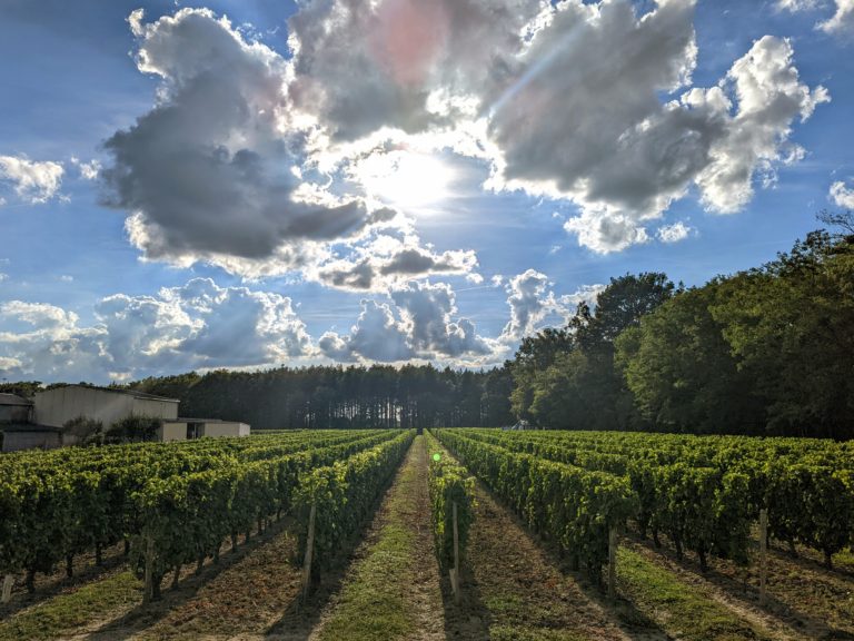 Loire valley grapevines