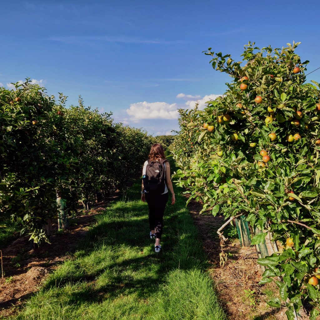 Girl walking through apple tree farm at Philips Fruittuin