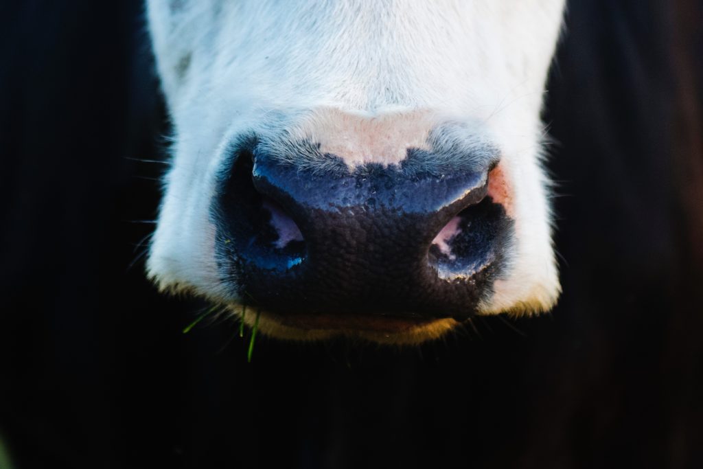 Close up of a cow's snout